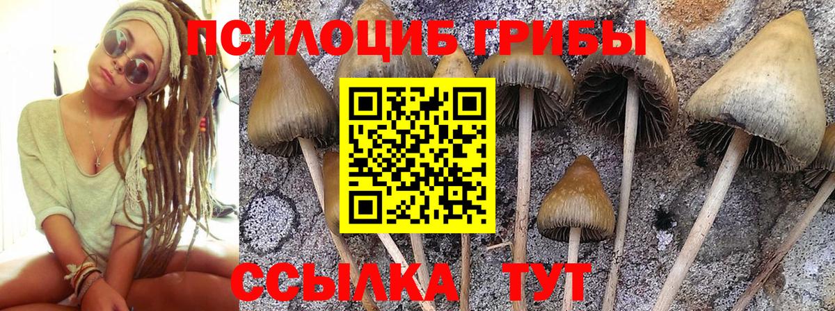 где купить наркоту  Батайск  Галлюциногенные грибы Psilocybine cubensis 